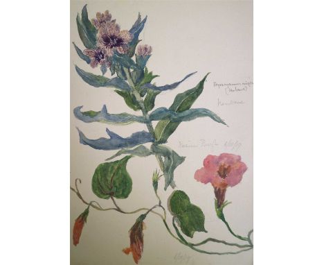 Two sketch books dating to the early 20th century, during British rule, by M. Murray. Containing watercolour botanical studie