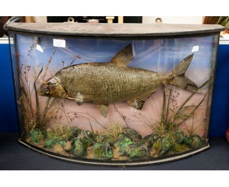 Taxidermy, an R.S. Gardner preserved fish, mounted in a natural setting, bow front glazed case, Taxidermist's paper label ins