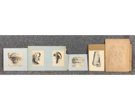 A collection of pencil drawings, studies from Michelangelo's David and a 19th century portrait study. H.38 W.27cm (largest) 