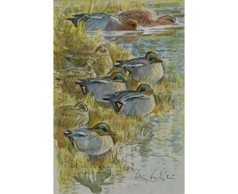 Peter Partington (b.1941) pencil and watercolour sketch - Teal on a Bank, signed, 24cm x 16.5cm, in glazed frame