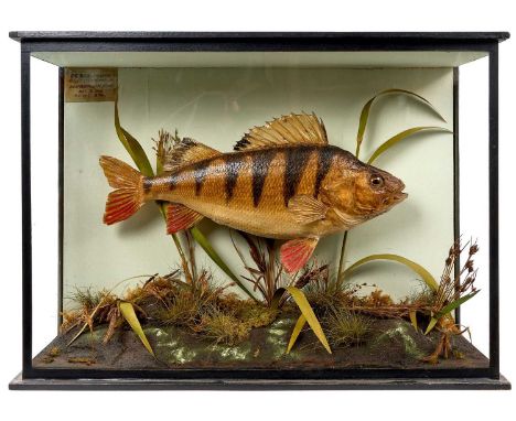 Vintage taxidermy Perch by Gunn of Norwich, specimen weighing 2lbs, caught in the river Bure near Wroxham Broad, May 7th 1885