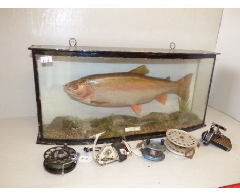 Taxidermy Rainbow trout set in aquatic setting in bow front glass case with label 'Caught By K. L. Simpson, Chew Valley Lake,