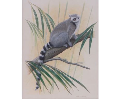 Mark Chester (born 1960),acrylic on paper, ring tailed lemur, signed, 14.5" x 11", framed.