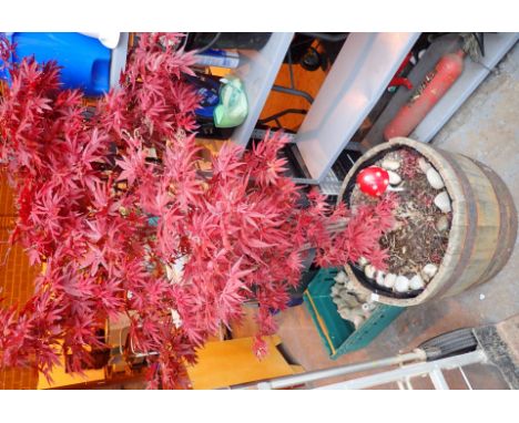 Large Japanese Acer tree in wooden half tub H: 150 cm
