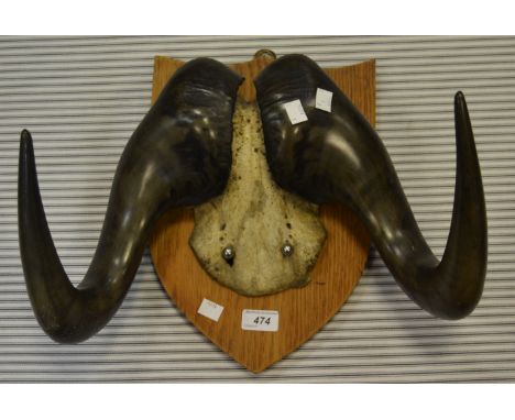 Taxidermy - a pair of  Cape Buffalo horns and skull, mounted