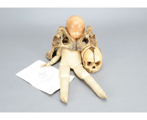 A Midwife's Outfit, suede and composition new-born baby, facsimile pelvis, skull, leaflet and books (2) (a lot)