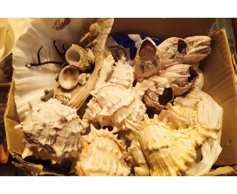 Box of mixed South Sea Island sea shells. Not available for in-house P&amp;P, contact Paul O'Hea at Mailboxes on 01925 659133