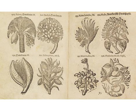 Thomas Pancovius (Panckow)     Herbarium portatile, oder behendes Kräuter- und Gewächs-Buch, darinnen 1363 sowol einheimische