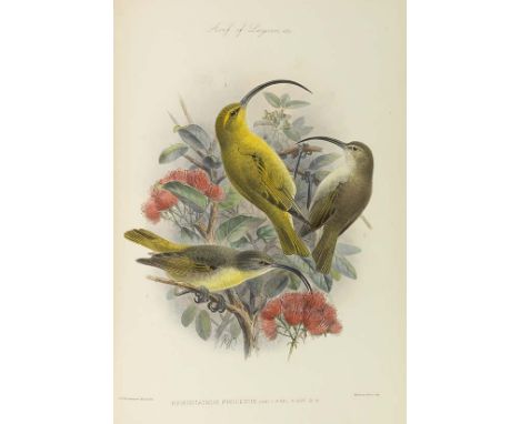 Lionel Walter Rothschild     unbestrittene Meisterschaft The Avifauna of Laysan and the neighbouring islands. With a complete