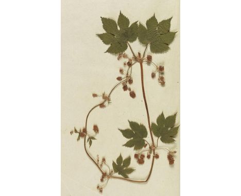Gottfried Gärtner    200 Jahre alte Pflanzen Herbarium - Flora Wetterau. Um 1800. - Ungewöhnlich umfangreiches und insgesamt 