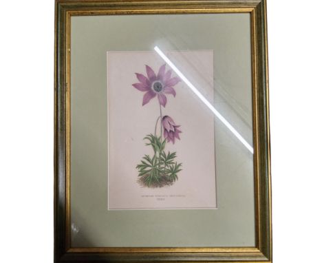 A set of twelve 19th century Botanical prints, Andromeda Tetragona, Aoldanella Alpina, etc, coloured engravings, 23cm x 16cm
