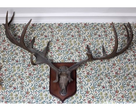 The Tassagart & Milford House Megaloceros GiganteusAn important set of Prehistoric Giant Irish Elk Antlers & Skull, c. 12000 