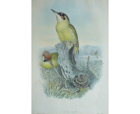  After John Gould (British 1804-1881): 'Gecinus Viridis' - European Green Woodpecker, colour lithograph by Henry Constantine 