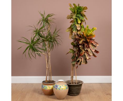 One house plant in a decorative pot.Qty: 3The planter and jar in good condition, the houseplants as found.