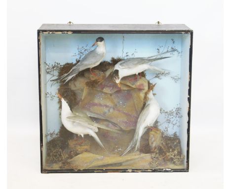 Taxidermy, four terns, mounted upon a simulated rocky outcrop in various positions within a glazed case,56cm x 58cm, along wi