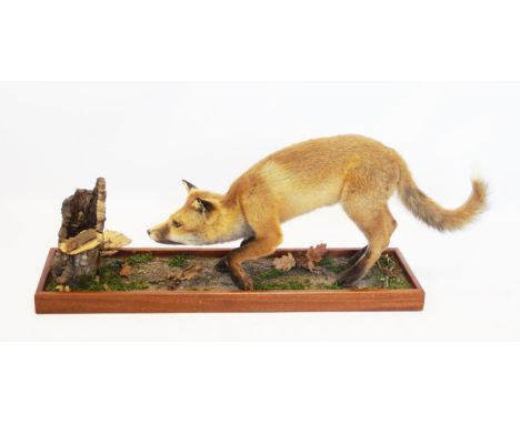 A taxidermy fox and mouse, the fox modelled in a stalking position eyeing a mouse upon a tree trunk, mounted upon a hardwood 