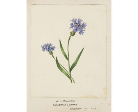 Irish Botany.- Richardson (S.E.) & A.W. Richardson. Album of botanical watercolours, 46 botanical watercolours (1 at end with