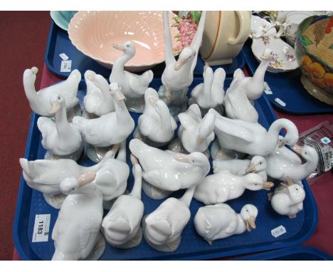 Nao Geese Approximately twenty-three:- One Tray.