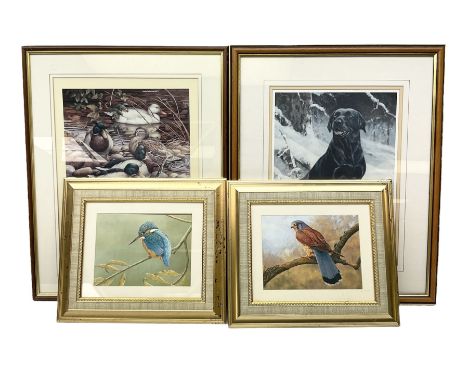 After Robert E Fuller (British 1972-): 'Kingfisher on Willow' and Falcon, pair colour prints together with signed print of du