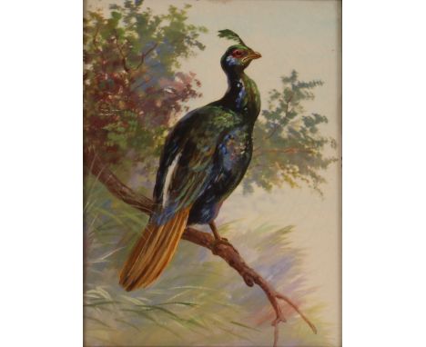 A framed and glazed decorative tile,&nbsp;painted with a study of an exotic pheasant sat on a branch, 21cm x 15cm&nbsp;&nbsp;