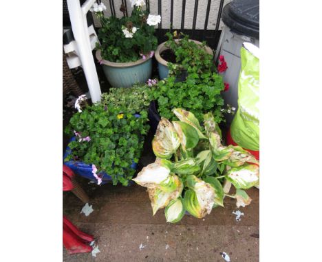 SIX GLAZED CERAMIC GARDEN POTS WITH PLANTS INCLUDING GERANIUMS