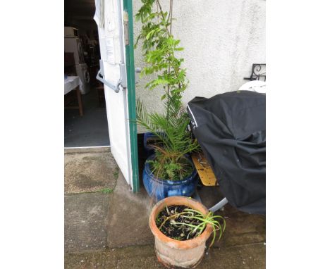 TWO LARGE BLUE GLAZED CERAMIC GARDEN POTS WITH PLANTS INCLUDING A PALM, TOGETHER WITH A TERRACOTTA POT
