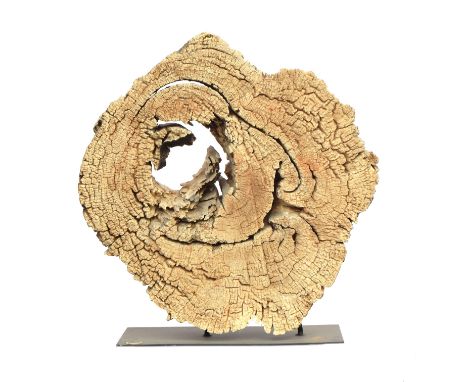 A large sculptural tree trunk cross section, set upright on a fabricated base, 87cm wide, 30cm deep, 90cm highPLEASE NOTE THA