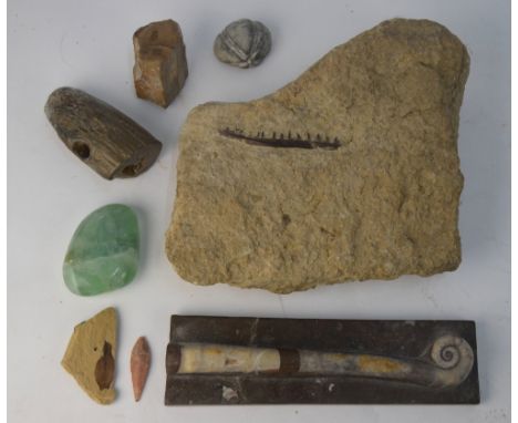 A rock fragment containing a fossilised jaw-bone with teeth, to/w fossil leaf, fossilised wood, Orthoceras ammonite in marble