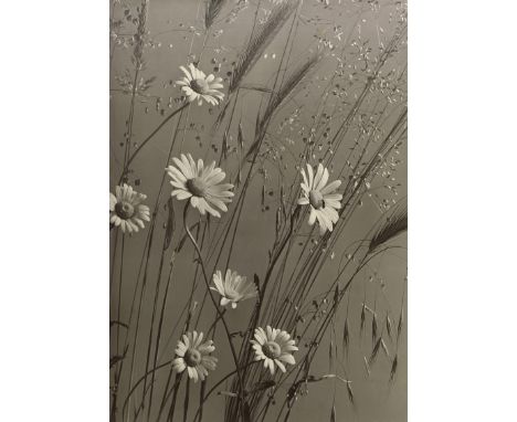 Baur, Max -- Maguerite and grass. 1930s. Vintage gelatin silver print on doubleweight ivory paper. 29,8 x 21,8 cm. Photograph