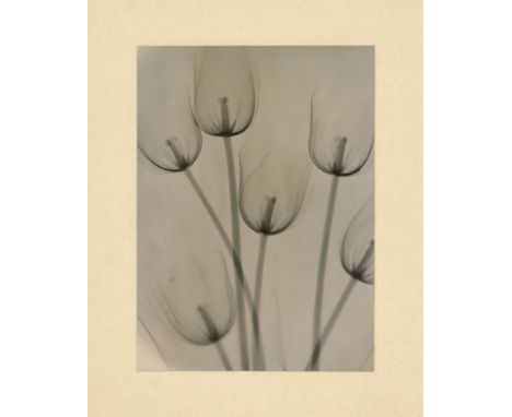 X-ray Photography -- X-ray of tulips. 1930s. Vintage gelatin silver print. 23,5 x 17 cm. Mounted to card; annotated in pencil