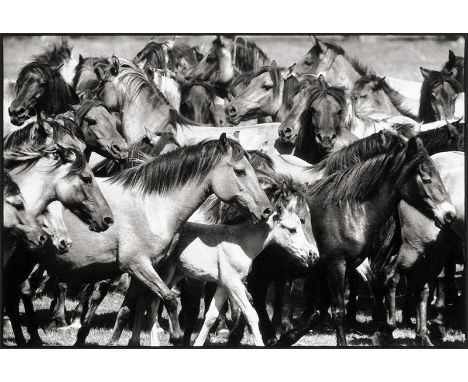 Thomann, Peter -- "Dülmener Wildpferde in der Arena" (Wild Horses in Dülmen Arena). 1990/printed 1998. Gelatin silver print. 