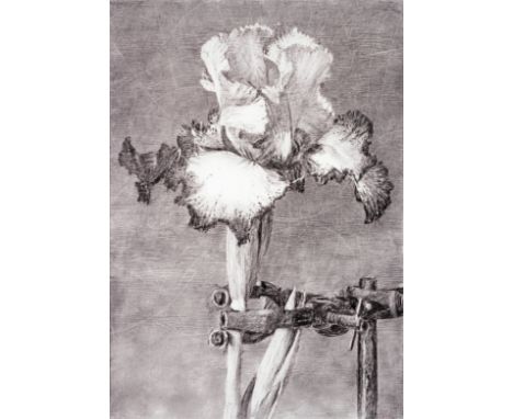 William Kentridge (born 1955)Iris II (in Clamp) Archival pigment print, circa 2005, on cotton rag wove paper, signed 'W Kentr