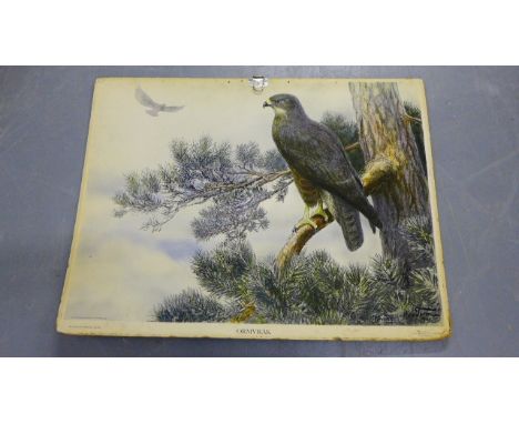 An early 20th century teaching aid coloured lithograph of a cockerel, 97 x 80cm, together with another (2)