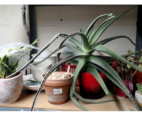 Shelf of mixed plants. Not available for in-house P&amp;P 