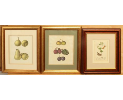 Ebenezer Eminons (American, 1799-1863) - two hand coloured lithographs of fruit, one of Bleeker Meadow &amp; Salisbury Seedli
