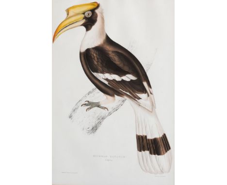 after John Gould FRS (British, 1804-1881) and Elizabeth Gould (British, 1804-1841), 'Buceros Cavatus' (Concave Hornbill), fro