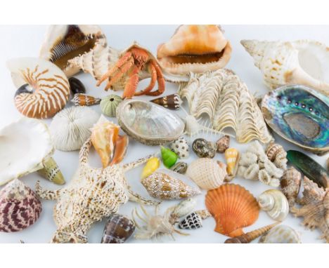 A collection of approximately 200 specimen shells, consisting of Abalone, Clam, Cone, Conch, Melon, M.O.P plate, Murex, Nauti