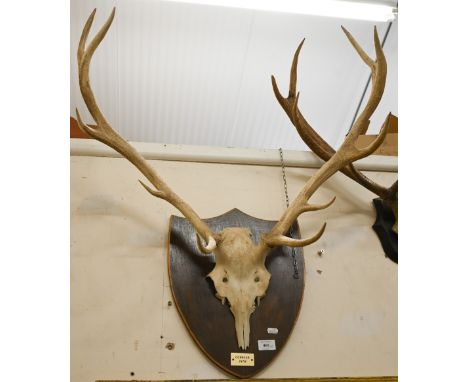 An Edwardian cranium-mounted deer's antler trophy dated 1901, to/w another set dated 1978 (2)