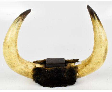 TAXIDERMY; a pair of wall mounted buffalo horns with applied Victorian snuff box, length 38cm.Additional InformationThe snuff
