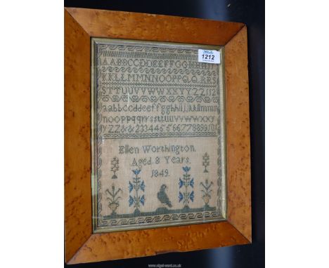 A small burr Maple framed and glazed neat sampler by Ellen Worthington, aged 8, 1849 showing the alphabet and numbers, 7 3/4'