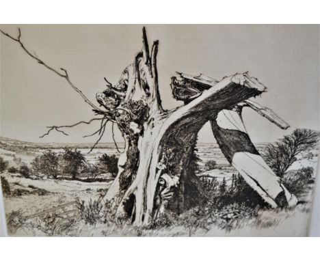 Harold Sayer, artist signed Limited Edition etching, ' Old Jolly's Wych Elm ', 9ins x 11.5ins, unframed 