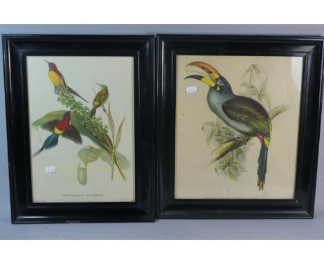 A Pair of Ebonised Framed Bird Prints, Toucan and Gouldle, Each Frame 44cm High 