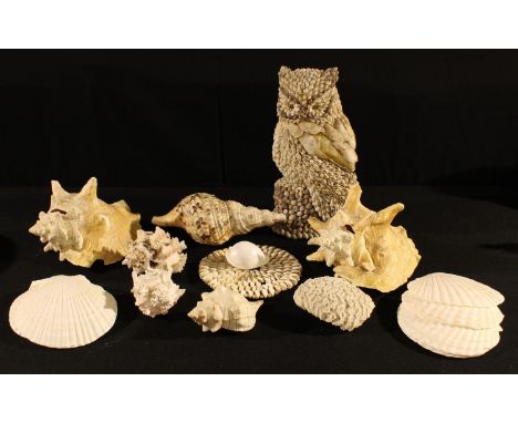 Conchology - a collection of conch shells, etc; a brain coral; a large shell encrusted model of an owl; etc 