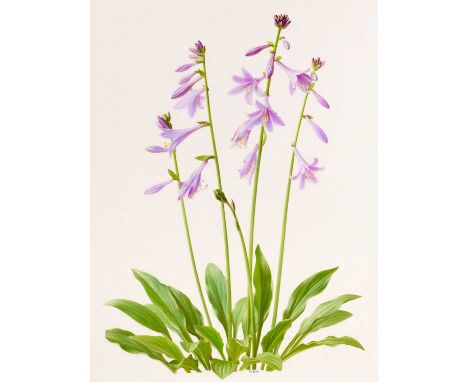 Raymond Booth (1929-2015) "Hosta Lancifolia" (plate 42, p. 98) Signed, pencil and oil on paper, 43cm by 32cm, unframed Exhibi