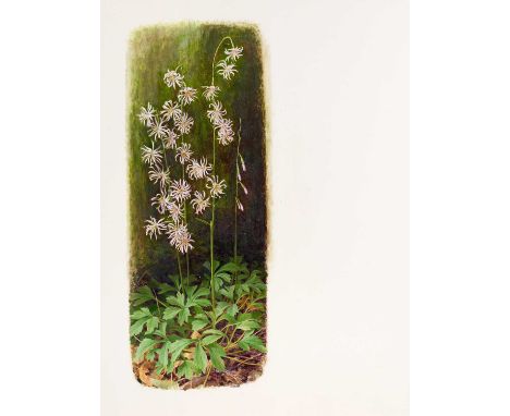 Raymond Booth (1929-2015) "Ainsliaea Dissecta" Signed, pencil and oil on paper, 42.5cm by 31.5cm, unframed Exhibited: "Raymon