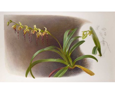 Raymond Booth (1929-2015) “Orchid” (1994) Signed and dated 1994, pencil and oil on paper, 57cm by 92.5cm  Exhibited: "Raymond