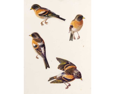 Raymond Booth (1929-2015) “Four Studies of a Brambling” Pencil and oil on paper, 32.5cm by 24cm Exhibited : "Raymond Booth, A