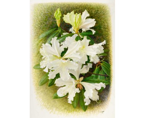 Raymond Booth (1929-2015) “Rhododendron Veitchianum” (2004) Signed and dated (20)04, pencil and oil on paper, 46cm by 33cm  E