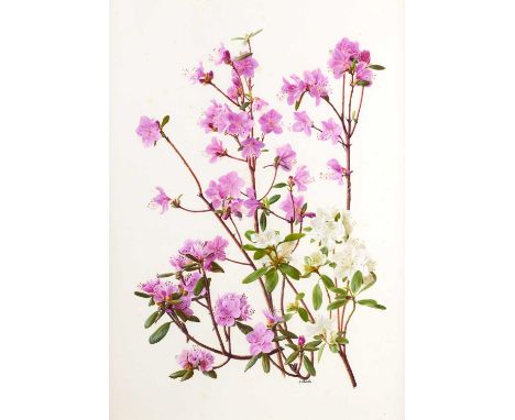 Raymond Booth (1929-2015) “Rhododendron Dauricum” Signed, oil on paper, 44.5cm by 31.5cm  Exhibited: "Raymond Booth, In the W