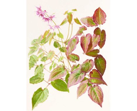 Raymond Booth (1929-2015) "Epimedium Sempervirens" (plate 27, p.59) Signed, oil on paper, 42.5cm by 32cm, unframed Exhibited: